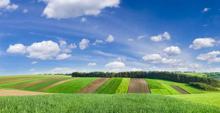Agricultural grounds with plowed fields and fields sowed with different crops on the background of...