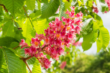 Inflorescence of red horse-chestnut against the background of the leaves closeupの写真素材