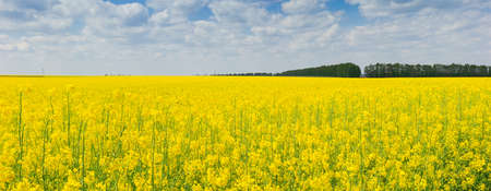 Panorama of the blooming rapeseed on the field closeup against a background of the sky with cloudsの写真素材