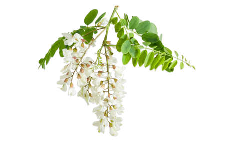Branch of the blooming black locust tree with leaves and several flower clusters on a light backgroundの写真素材