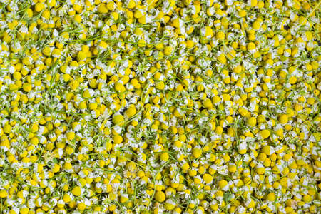 Background of the picked flowers of the wild chamomile during dryingの写真素材