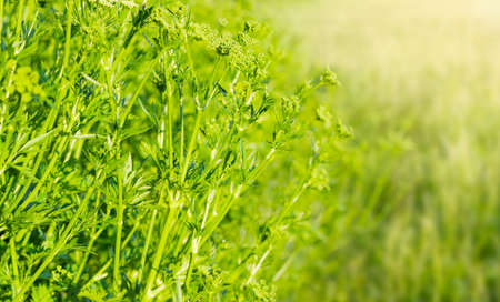 Part of the parsley bush with stems, leaves and inflorescences on a blurred backgroundの写真素材