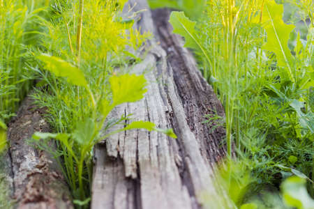 Background of the old mouldering wooden planks overgrown with dill and other grass at shallow depth of fieldの写真素材