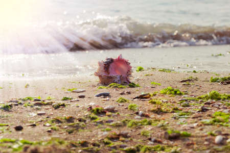Sea shell on the sandy beach on the seashore on the background of the sea in the morning with shallow depth of fieldの写真素材