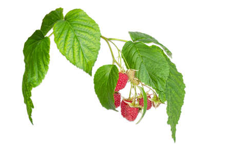 Branch of the raspberries with several ripe and immature berries and green leaves on a light...
