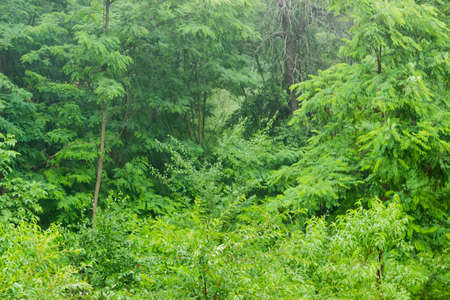 Fragment of the deciduous forest during heavy rain in summerの写真素材