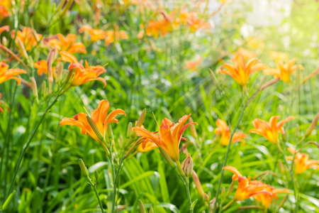 Background of the flowerbed with orange lilies in the sun raysの写真素材