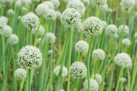 Background of the planting of the onion stems with the ripening inflorescencesの写真素材