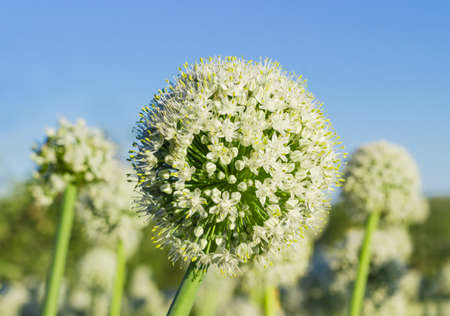 Inflorescence of the onion on a stem closeup on a background of onion planting and sky