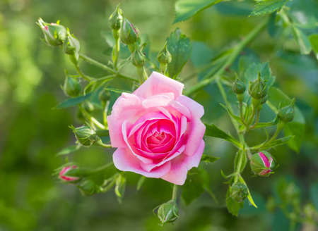 Branch with one pink flower and several buds of the Bourbon rose on a rose bushの写真素材