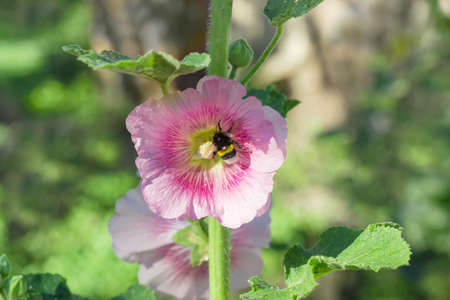 Stalk of the mallow with purple flower and a bee on itの写真素材
