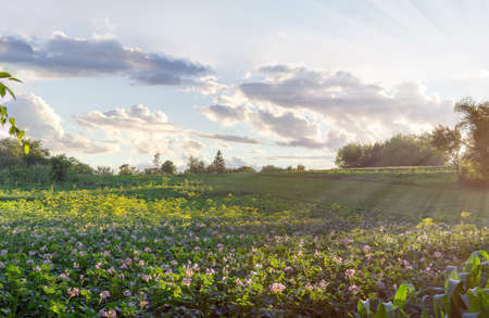 Field with plantation of the flowering potatoes in the foreground against trees and sky with clouds at sunsetの写真素材