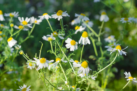 Stalks of blossoming chamomile on a dark background at shallow depth of fieldの写真素材