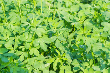 Young stems with leaves of alfalfa covered with dew drops on field at summer morning