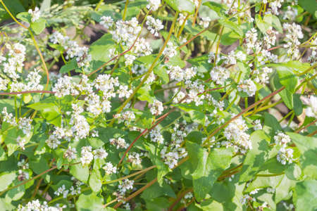 Background of a fragment of field with flowering buckwheatの写真素材