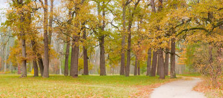 Grove of the old oaks in autumn park with walkway in the foreground on a cloudy day