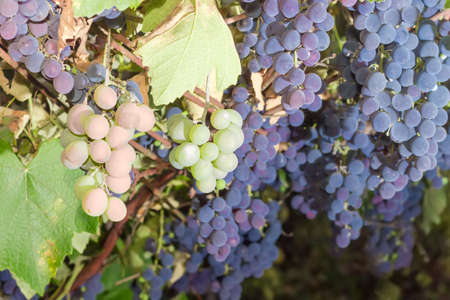 Background of the clusters of the different grapes hanging down on a vine on the vineyard