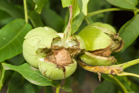 Three ripe walnuts inside their cracked green husks on walnut tree in an orchard 