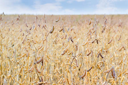 Stems of the mature soybean with fruits in hairy pods on a background of the fieldの写真素材