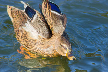 Duck in motion with partly unfolded wings on a surface of the pond closeup