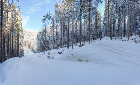 Prepared ski slope among of spruce forest and snowdrifts on ski resort in Carpathian Mountains in...