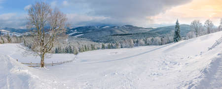 Panorama of a glade on the mountain slope with single deciduous tree and fence on a background of  sky and mountain range covered with spruce forest in Carpathian Mountains in winterの写真素材