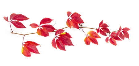 Branch of maiden grapes, known as Virginia creeper or five-leaved ivy with autumn deep red to burgundy leaves on white backgroundの写真素材