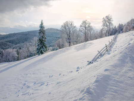 Glade on the mountain slope and fence covered with snow on a background of single spruce, deciduous trees and mountain range in Carpathian Mountainsの写真素材