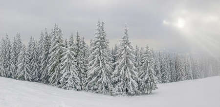 Edge of the forest with spruce trees covered with snow on mountain slope in the Carpathian Mountains during snowfallの写真素材