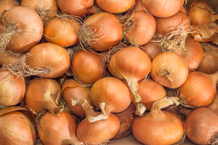 Background of the ripe freshly harvested bulbs of common onion with roots 
の写真素材
