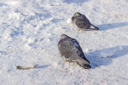 Two city pigeons with dark gray plumage on a square covered with snow and rime in frosty winter morningの写真素材