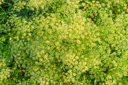 Background of a top view of the flowering parsley bush with stems, leaves and inflorescencesの写真素材