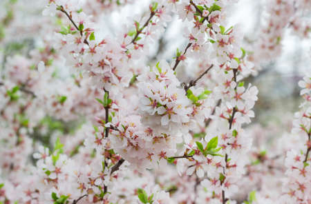 Background of the branches of cherry tree with flowers and fresh leaves closeup at selective focus...
