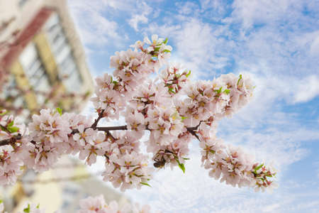 Branch of apricot tree  with flowers and young leaves closeup at selective focus on a blurred...