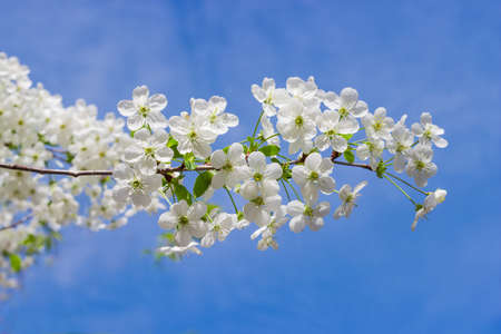 Branch of cherry tree  with flowers and fresh leaves closeup at selective focus on background of a...