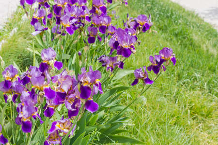 Group of the flowering purple irises on a flower bed on the background of lawn with grass at...