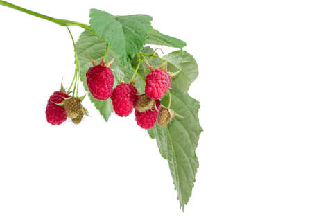 Several ripe and unripe berries of the raspberries on branch with leaves closeup at selective focus on a white backgroundの写真素材