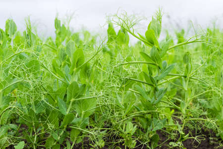 Young pea plants on a plantation after the rain on a cloudy day. View from low point at selective focusの写真素材