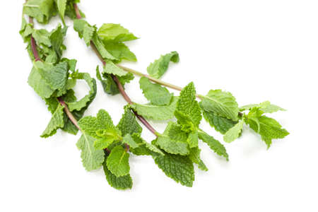 Stalks of the fresh spearmint - species of mint closeup at shallow depth of field on a white background
の写真素材