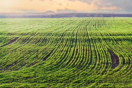 Field with young plants of the winter wheat covered with dew at sunrise in early spring の写真素材