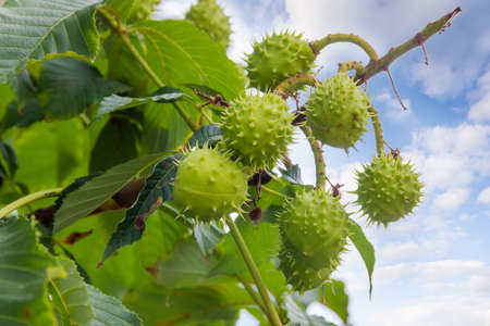 Several ripe horse chestnuts in their green prickly shells on a horse chestnut tree on a background of the skyの写真素材