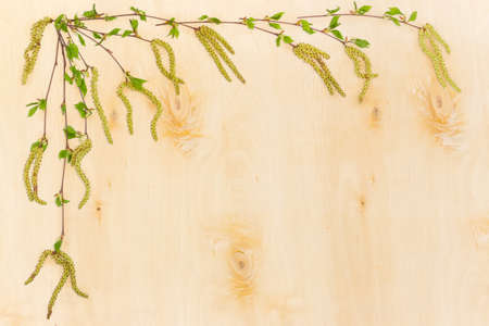 Background of the birch branches with young leaves and catkins laid out left and top with empty center on a surface of the birch rotary cut veneer with knotsの写真素材