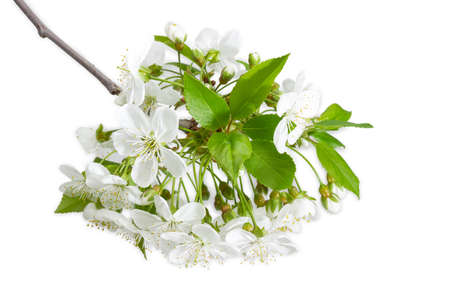 Branch of cherry with flowers, young leaves and buds closeup at selective focus on a white backgroundの写真素材