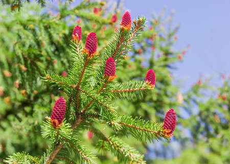 Branch of spruce with young cones at selective focusの写真素材