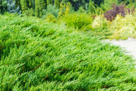 Background of the shrub of juniper at selective focus on a blurred background of other evergreen...