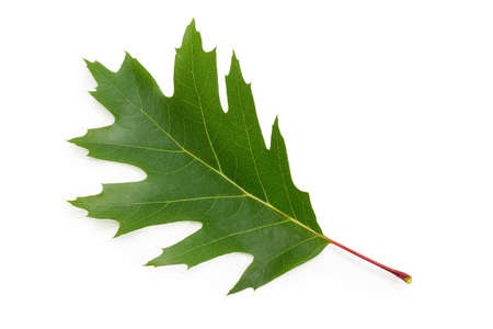 Single green serrated leaf of the northern red oak on a white backgroundの写真素材