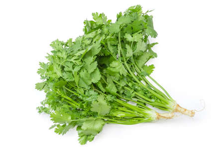 Two young plant of coriander with stalks, leaves and roots on a white backgroundの写真素材