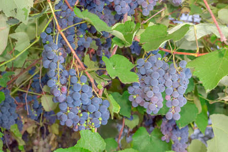 Background of fragment of vineyard with clusters of the ripe blue grapes on a vine at selective...