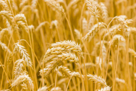 Ears of the ripe wheat on the field close-up at selective focusの写真素材