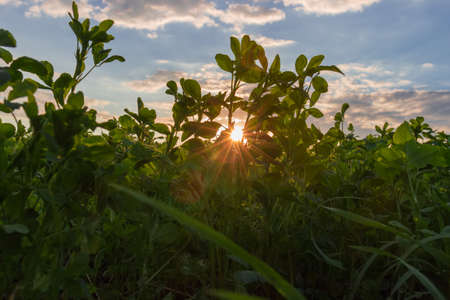 View of sun and sun beams across of the young alfalfa on a field at sunset from low point of shootingの写真素材